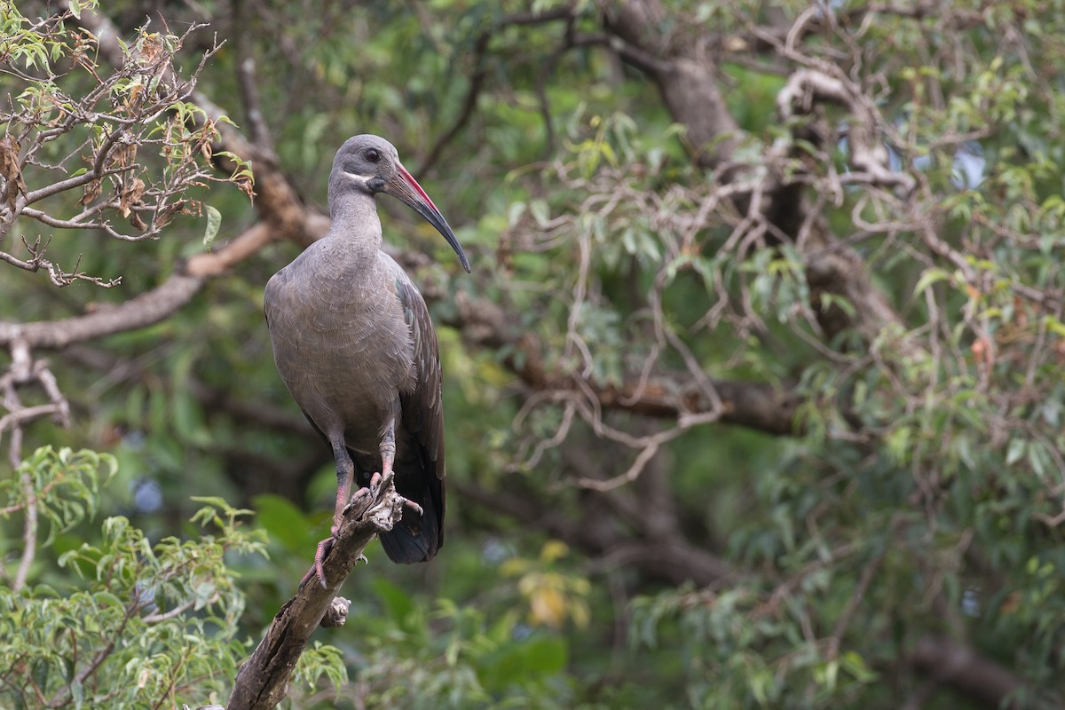 Hadada Ibis - ML38625231