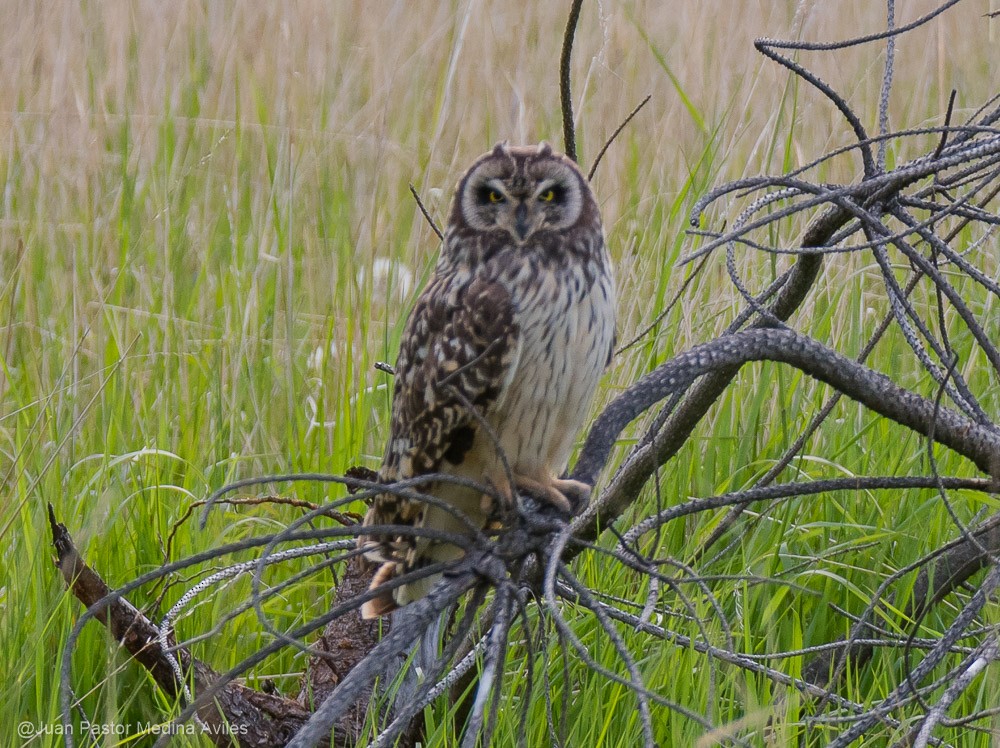 Short-eared Owl - ML386252331