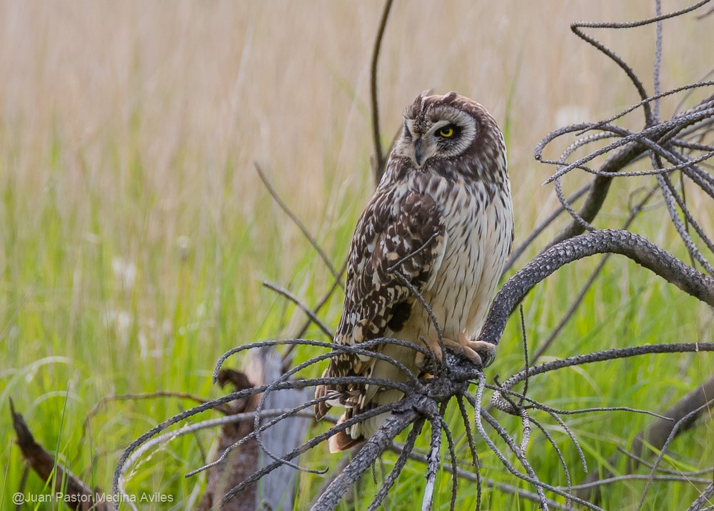 Hibou des marais - ML386252431