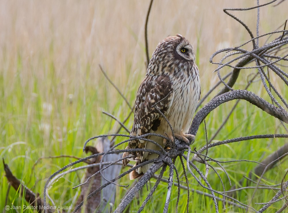 Hibou des marais - ML386252481