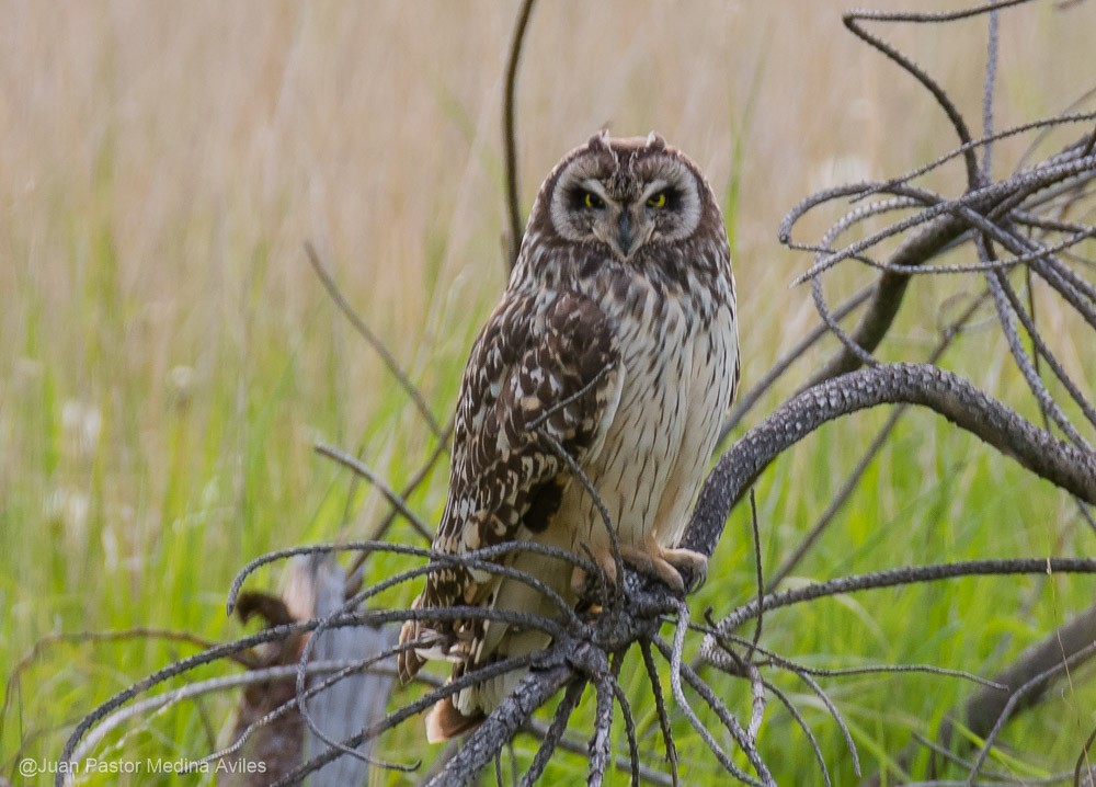 Short-eared Owl - ML386252601