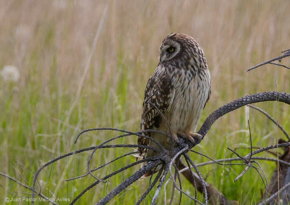 Short-eared Owl - Juan Pastor Medina Avilés