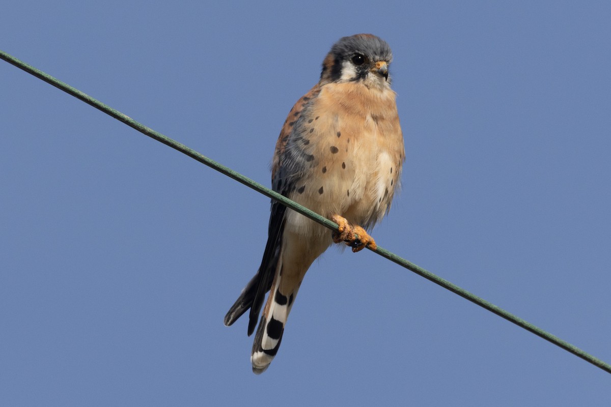 American Kestrel - ML386252731