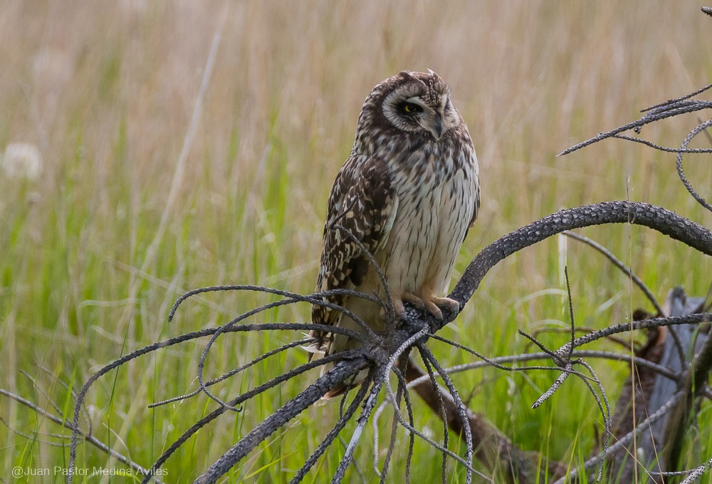 Hibou des marais - ML386252841