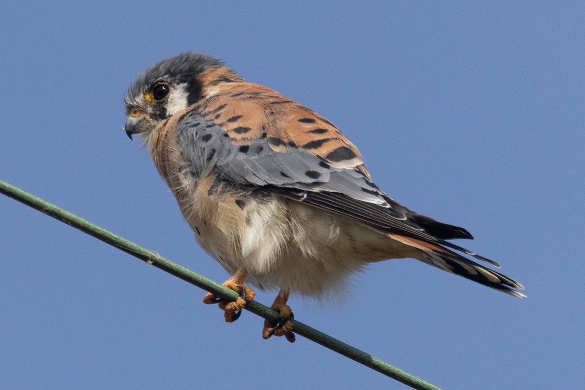 American Kestrel - ML386252861