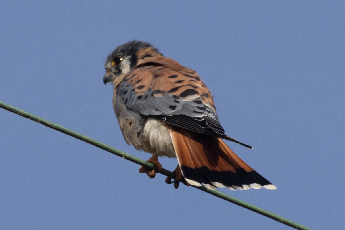 American Kestrel - ML386252911