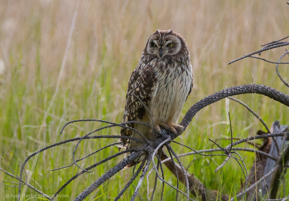 Hibou des marais - ML386252951