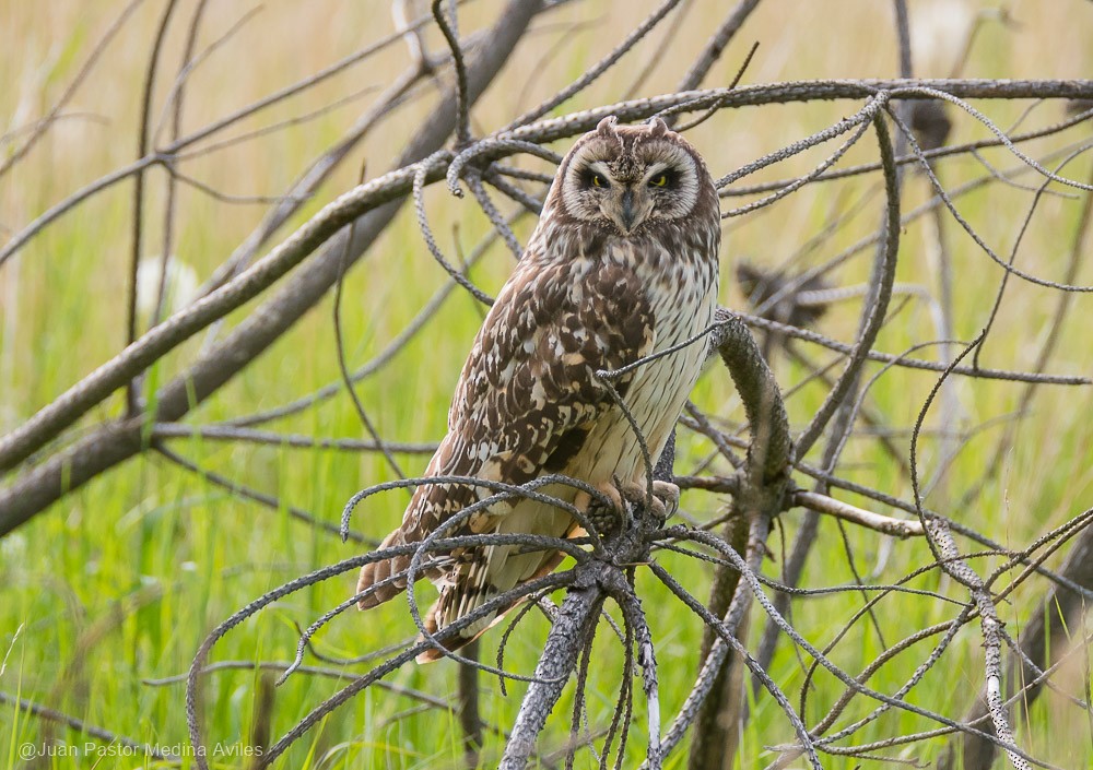 Short-eared Owl - ML386253011
