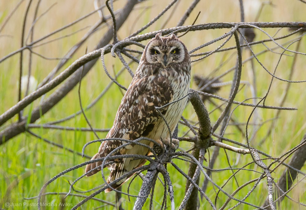 Short-eared Owl - ML386253111