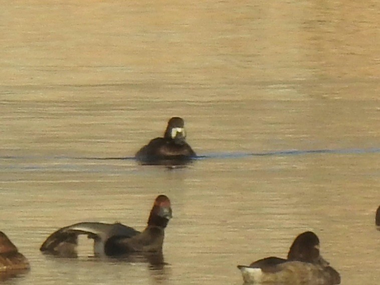 Greater Scaup - ML386253451