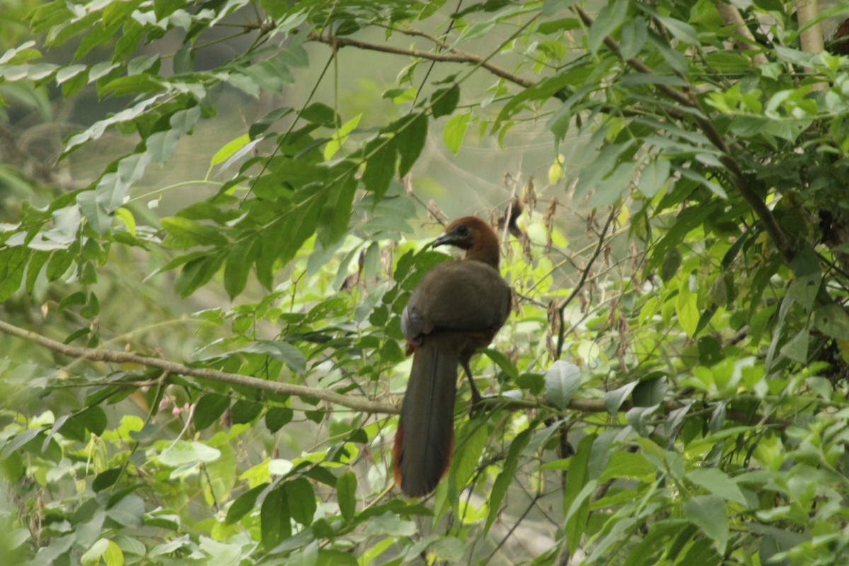 Rufous-headed Chachalaca - ML38625411