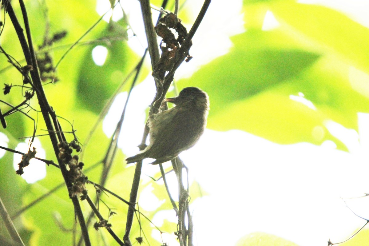 Ecuadorian Piculet - ML38625521