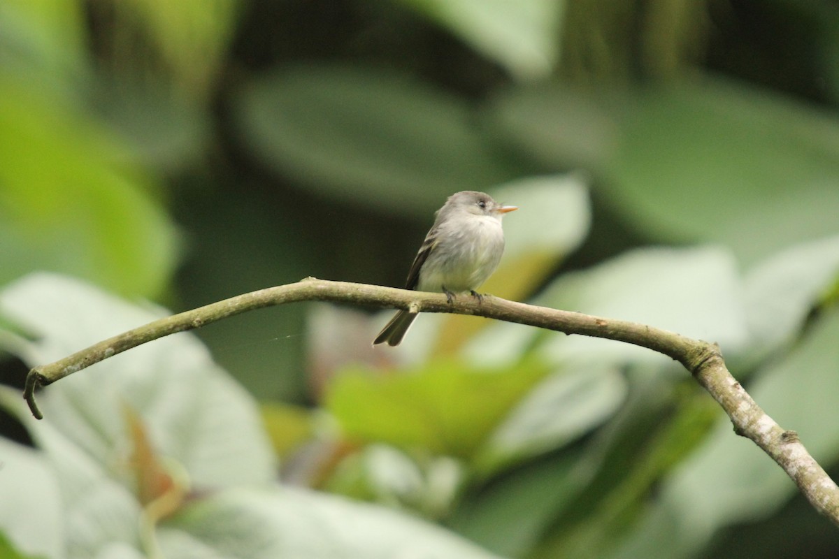 Tumbes Pewee - ML38625591