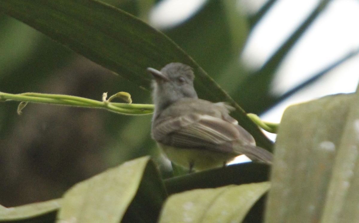 Sooty-crowned Flycatcher - ML38625641