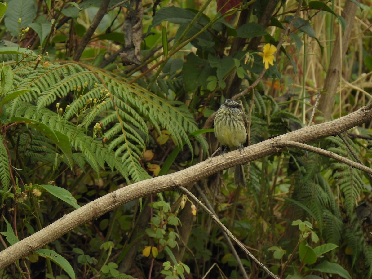 Agile Tit-Tyrant - Julián Arbeláez Aristizábal