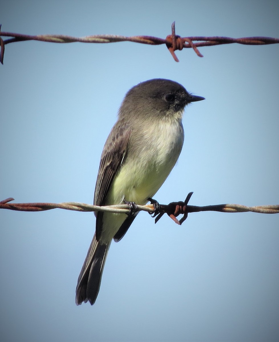 Eastern Phoebe - ML386261351