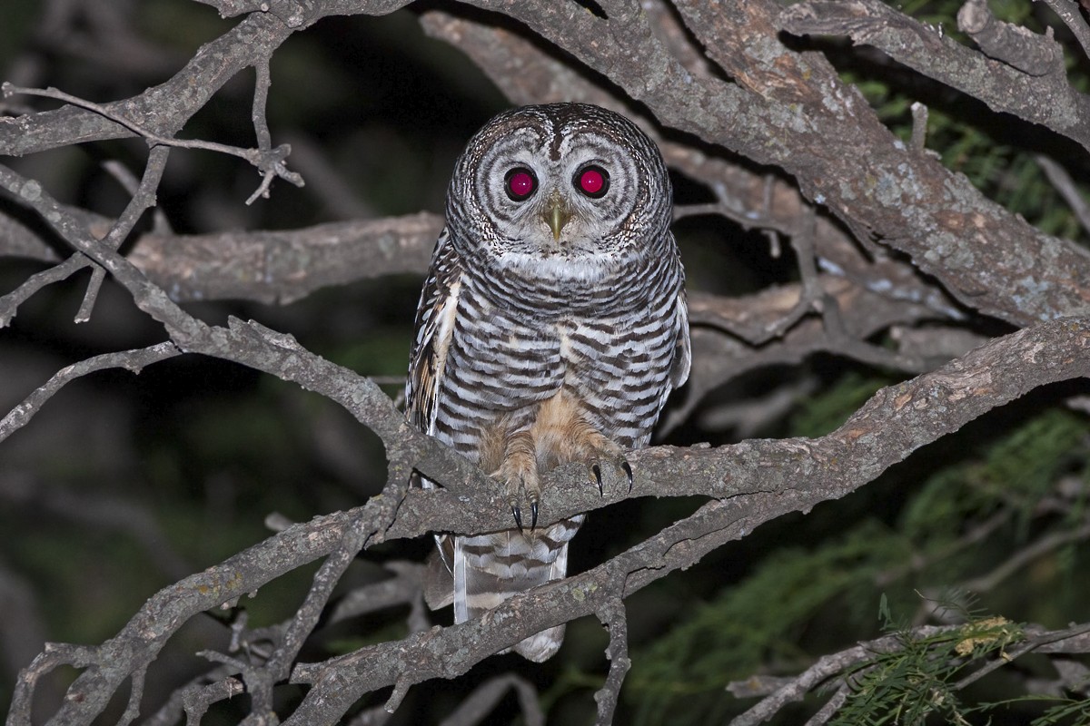 Chaco Owl - Valentín González Feltrup