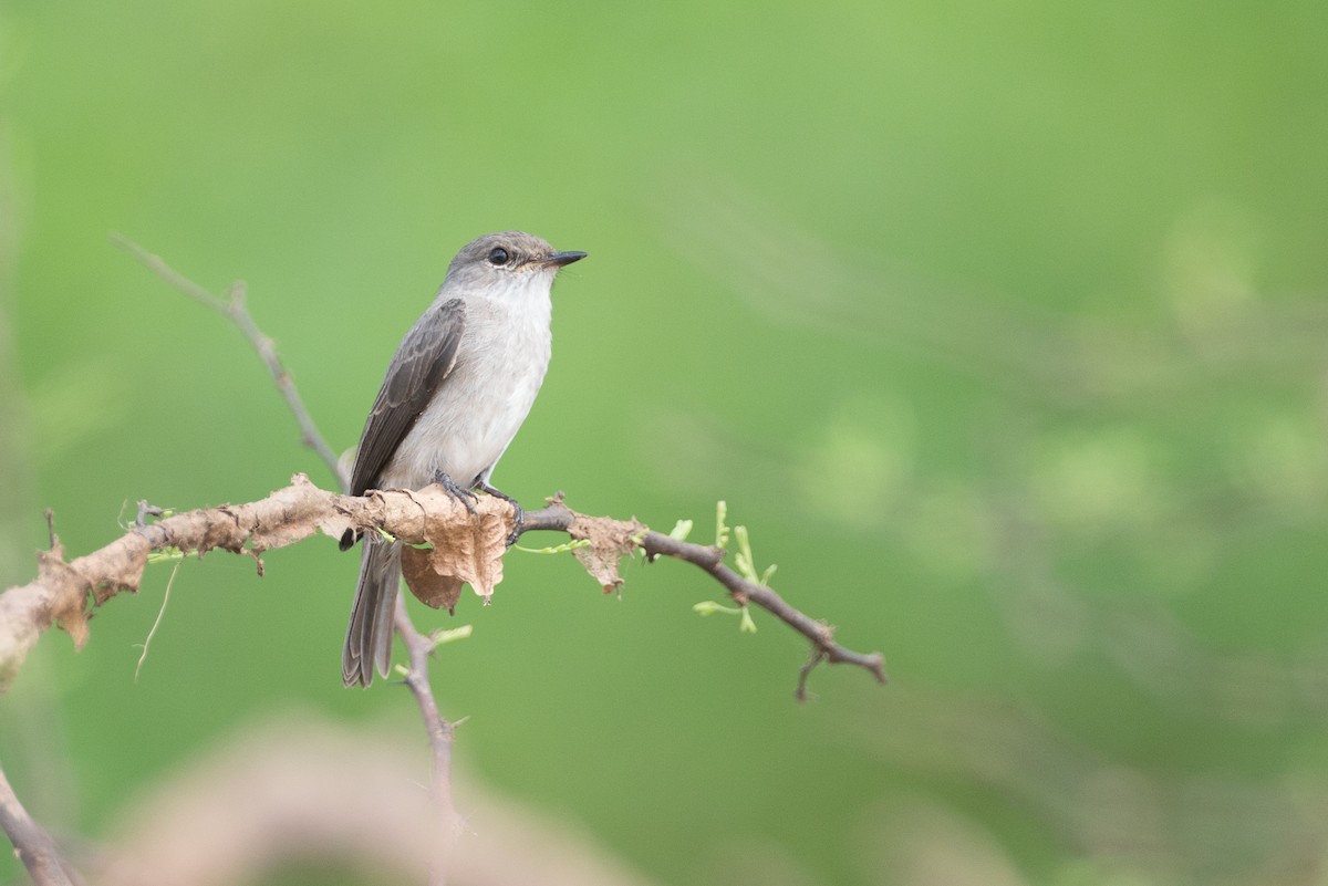 Swamp Flycatcher - Chris Wood