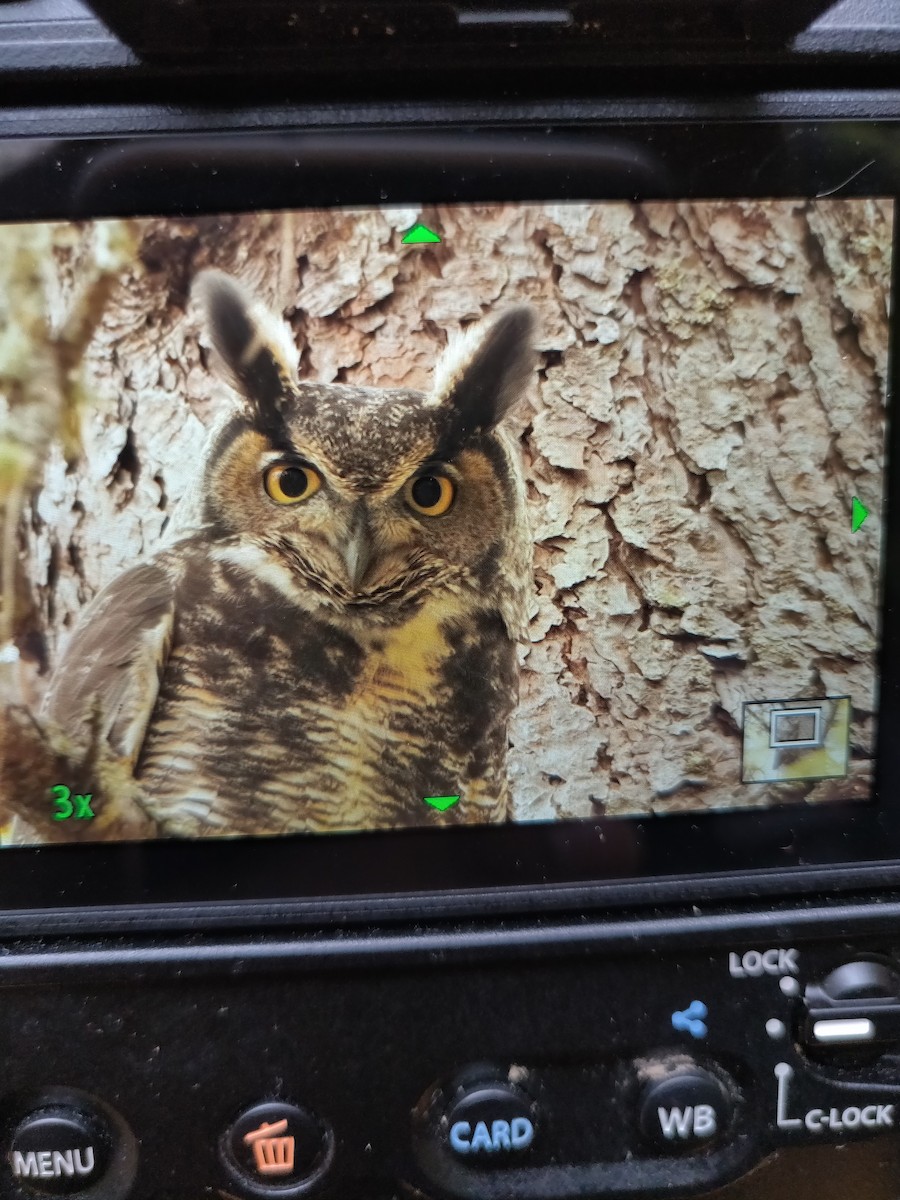 Great Horned Owl - Desi Birder