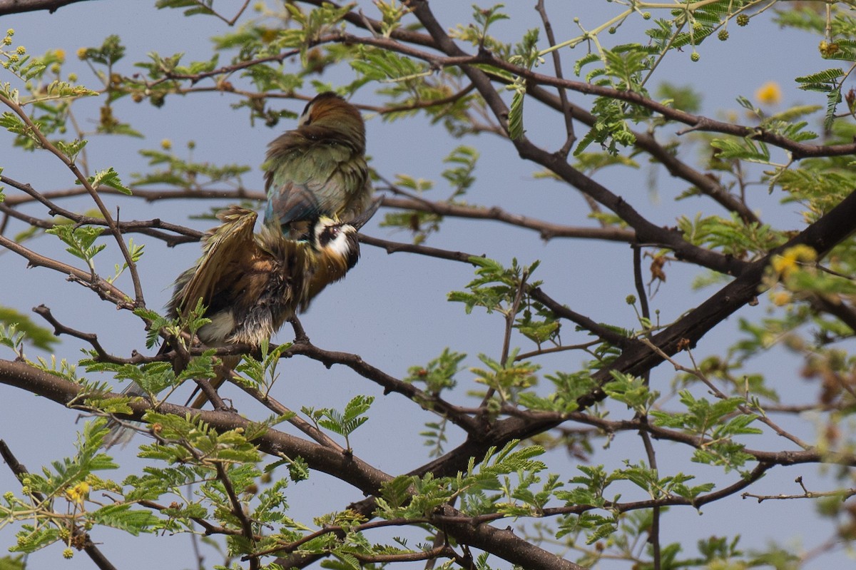 White-throated Bee-eater - Chris Wood