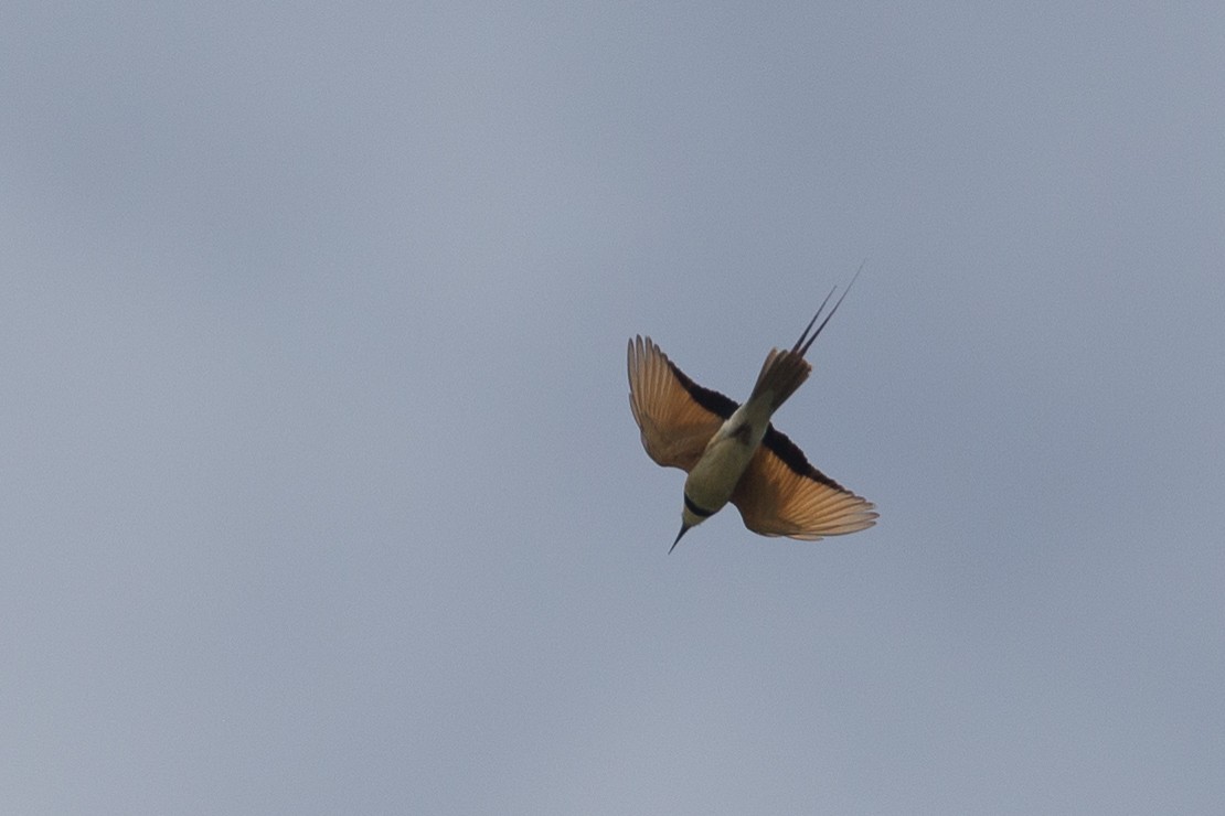 White-throated Bee-eater - Chris Wood