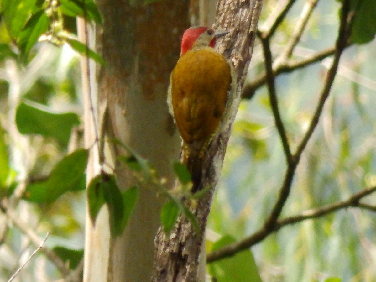 Golden-olive Woodpecker - Edouard Paiva