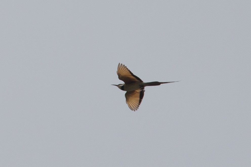 White-throated Bee-eater - ML38626301