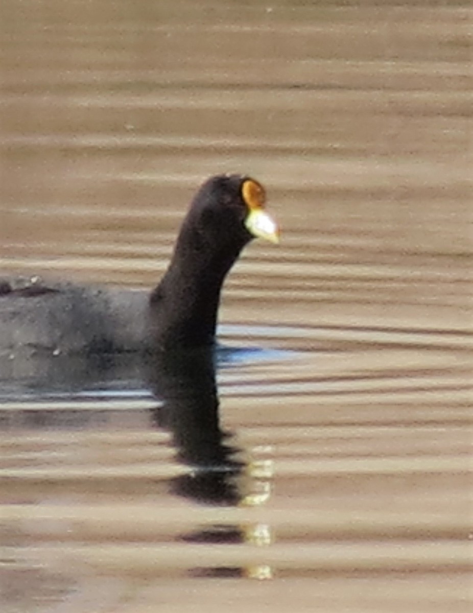 White-winged Coot - ML386263051