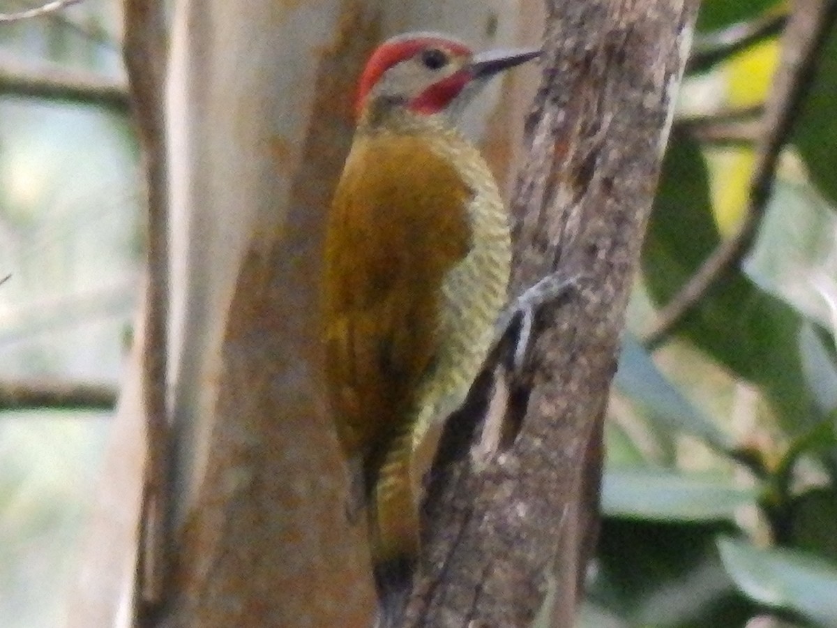Golden-olive Woodpecker - Edouard Paiva