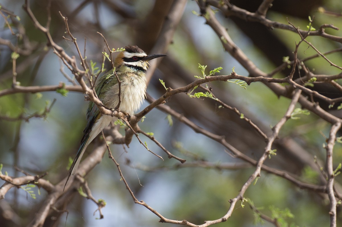 White-throated Bee-eater - Chris Wood