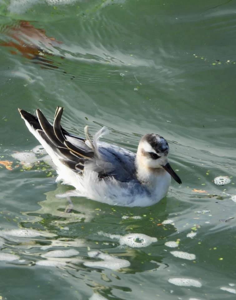 Red Phalarope - ML386263341