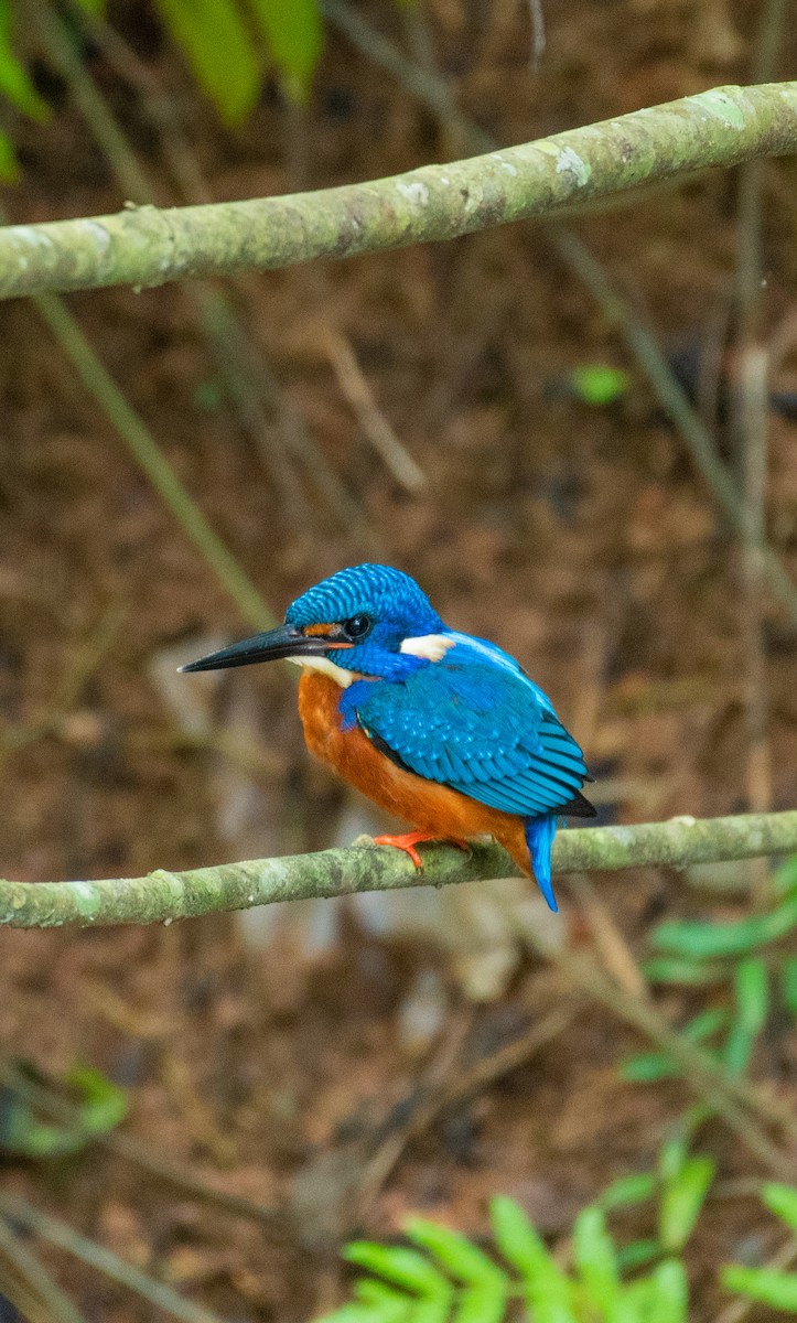 Blue-eared Kingfisher - ML386264311