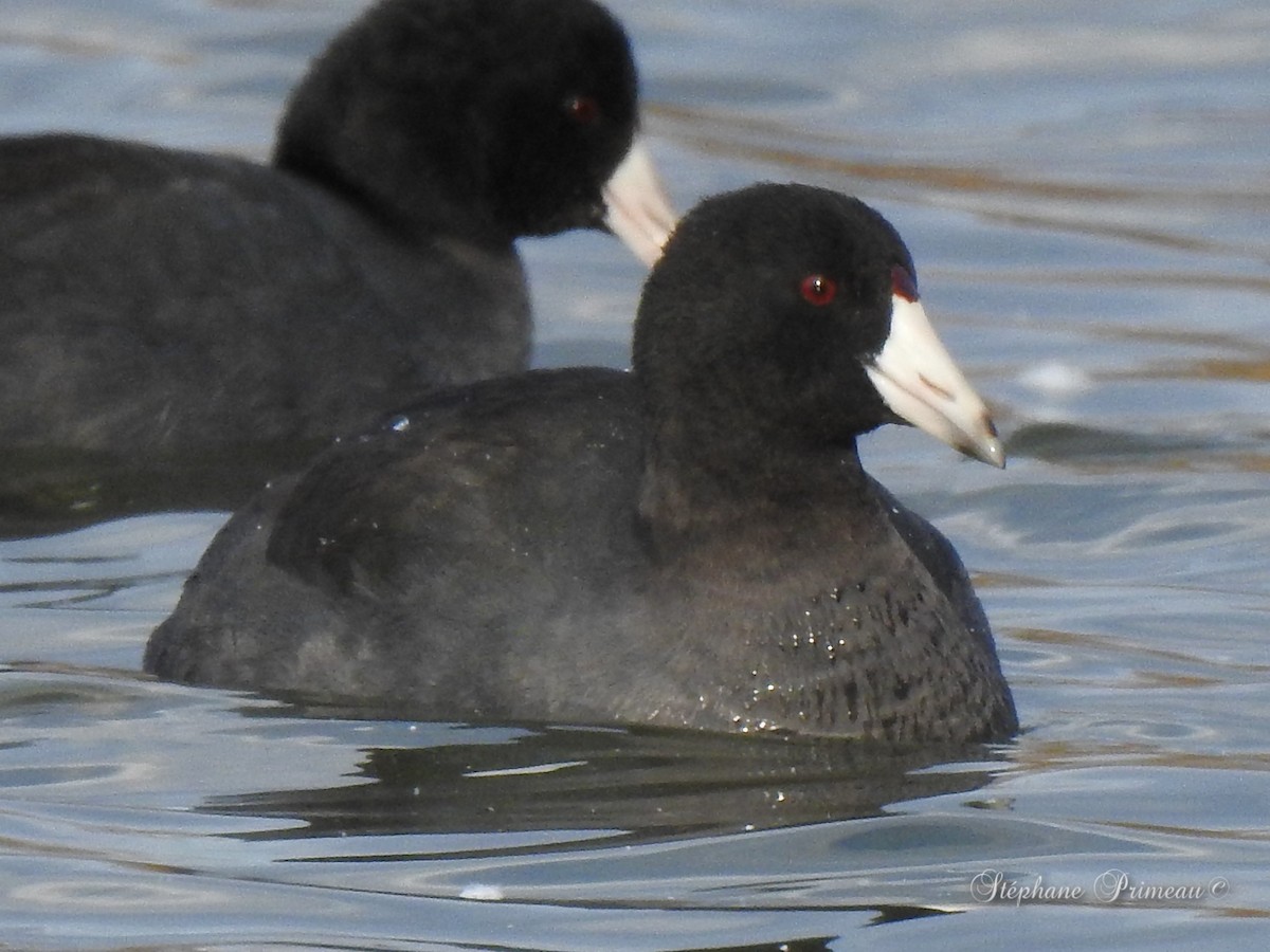 American Coot - ML386264561