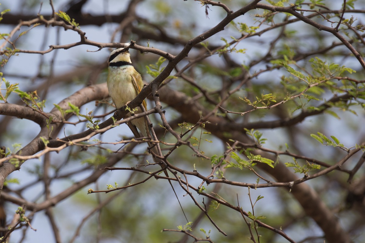 White-throated Bee-eater - Chris Wood