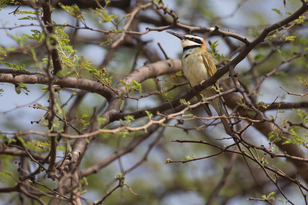 White-throated Bee-eater - Chris Wood
