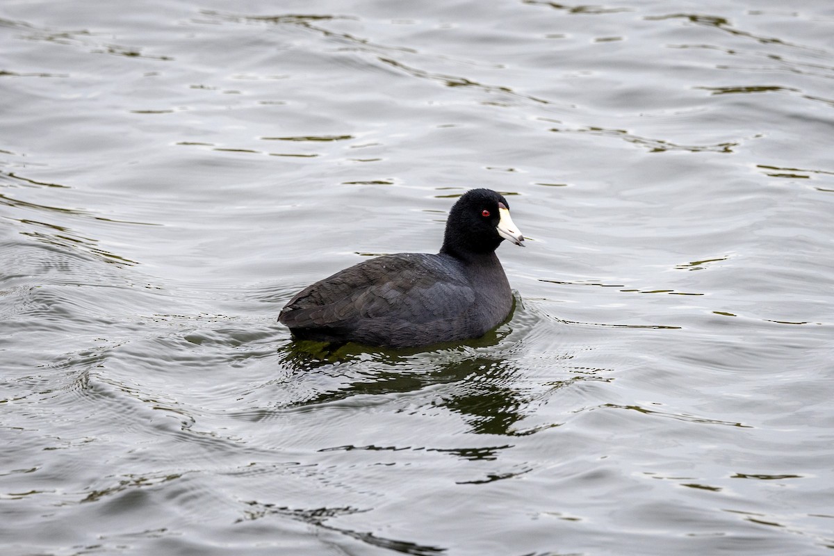 American Coot - Gretchen Locy