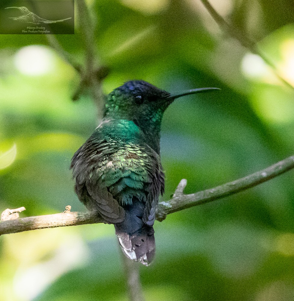 Violet-capped Woodnymph - ML386265601