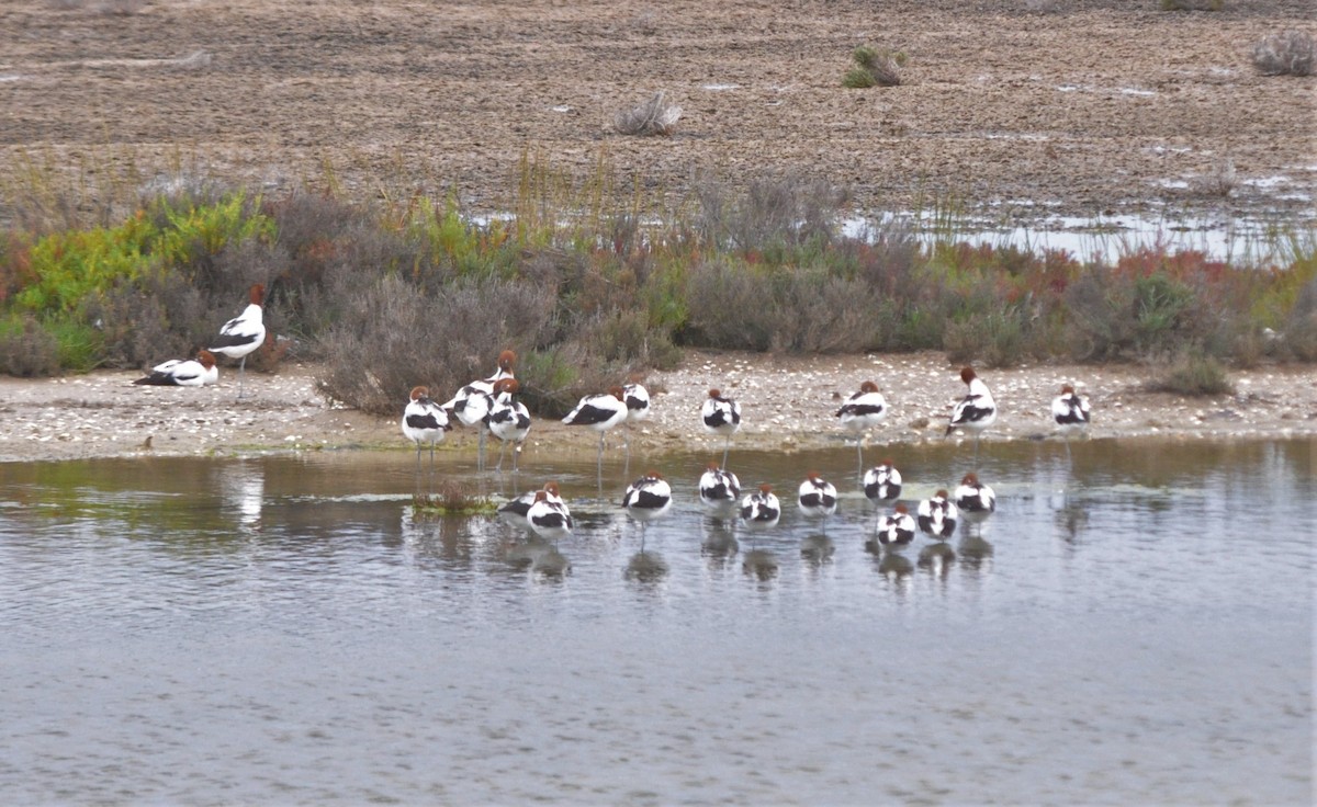 Red-necked Avocet - ML386265741