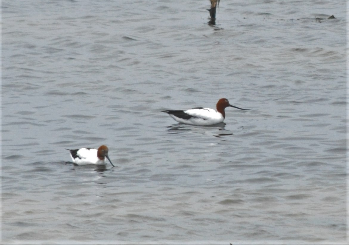 Red-necked Avocet - Michael Louey