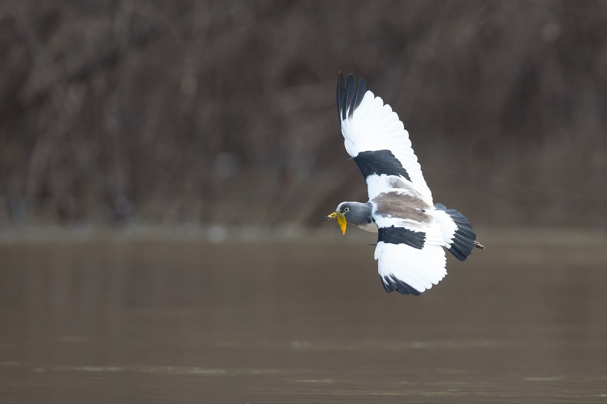 White-crowned Lapwing - ML38626581