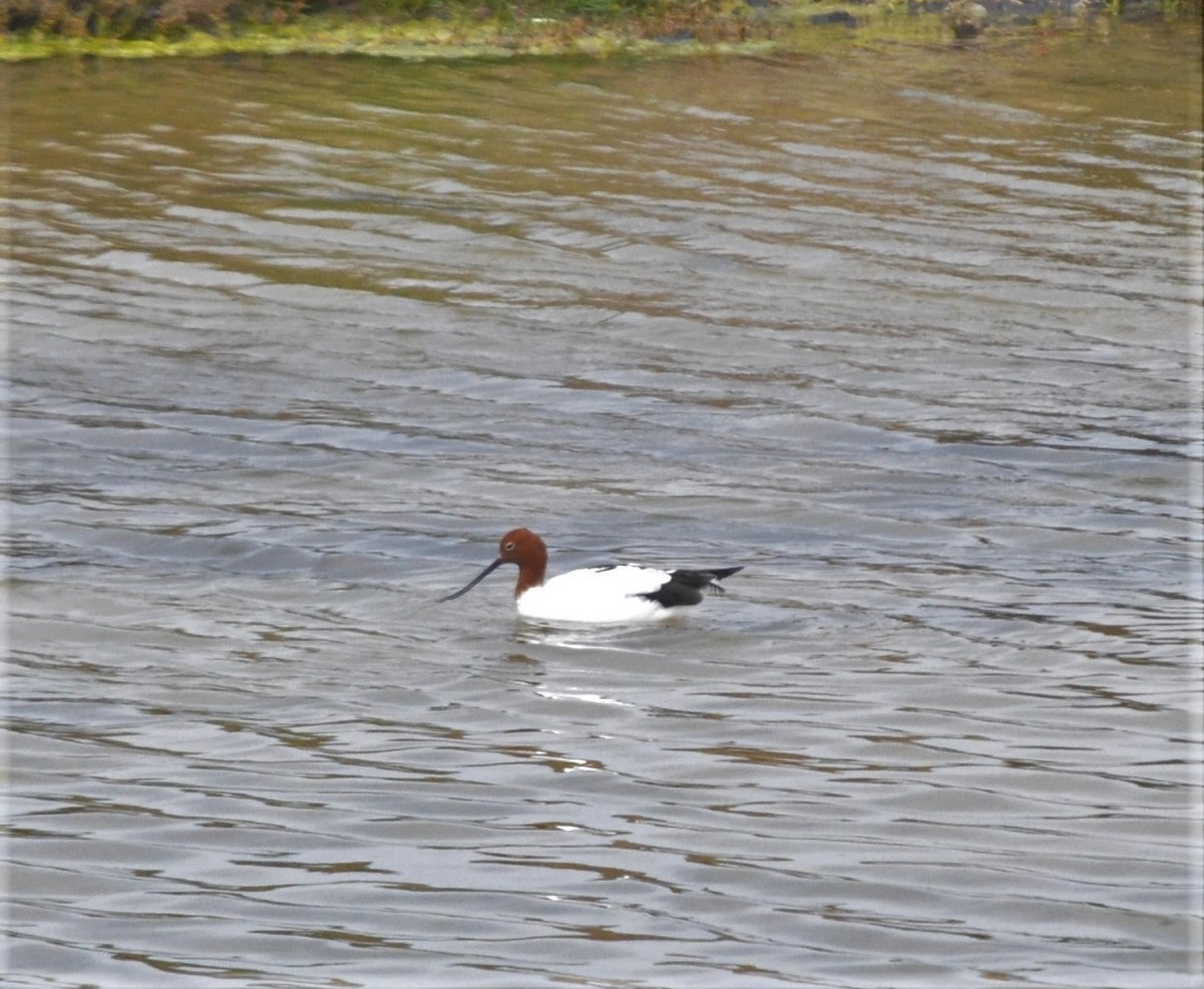 Avocette d'Australie - ML386265991