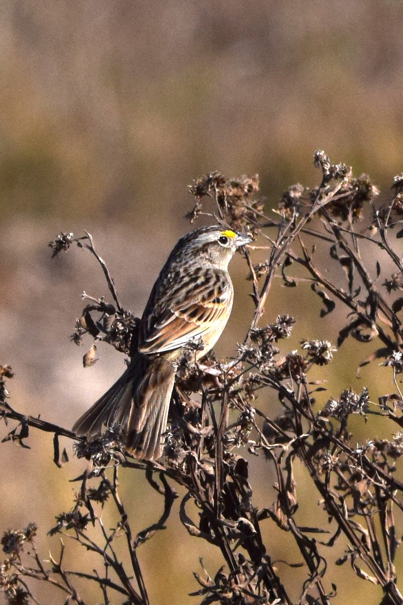 Grassland Sparrow - ML386266261
