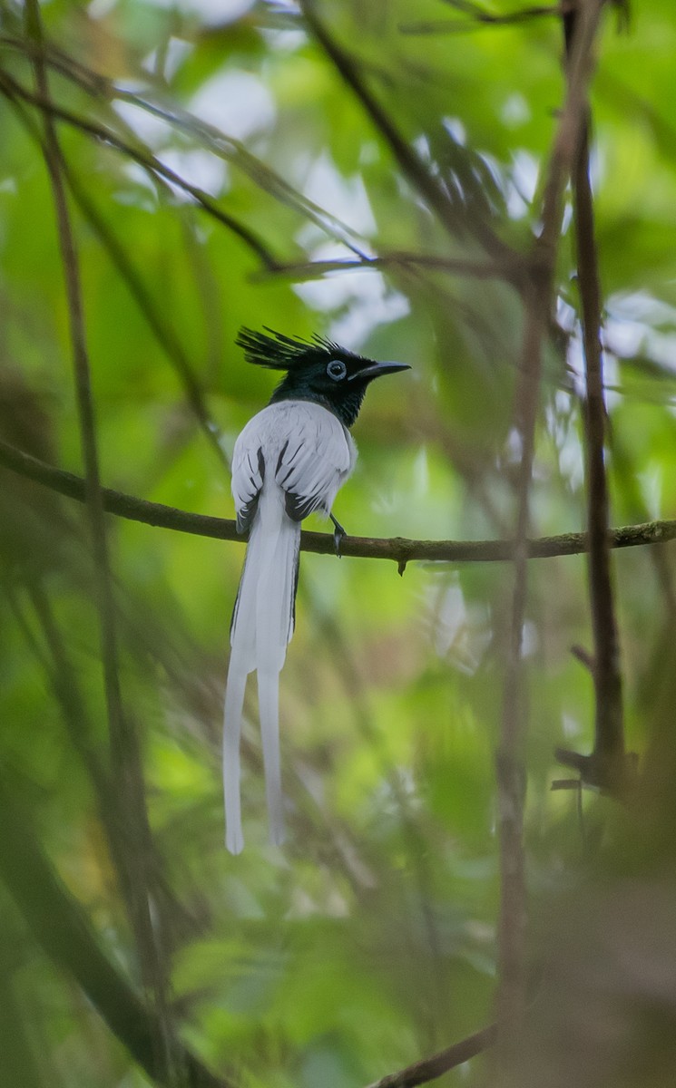 Indian Paradise-Flycatcher - ML386266861