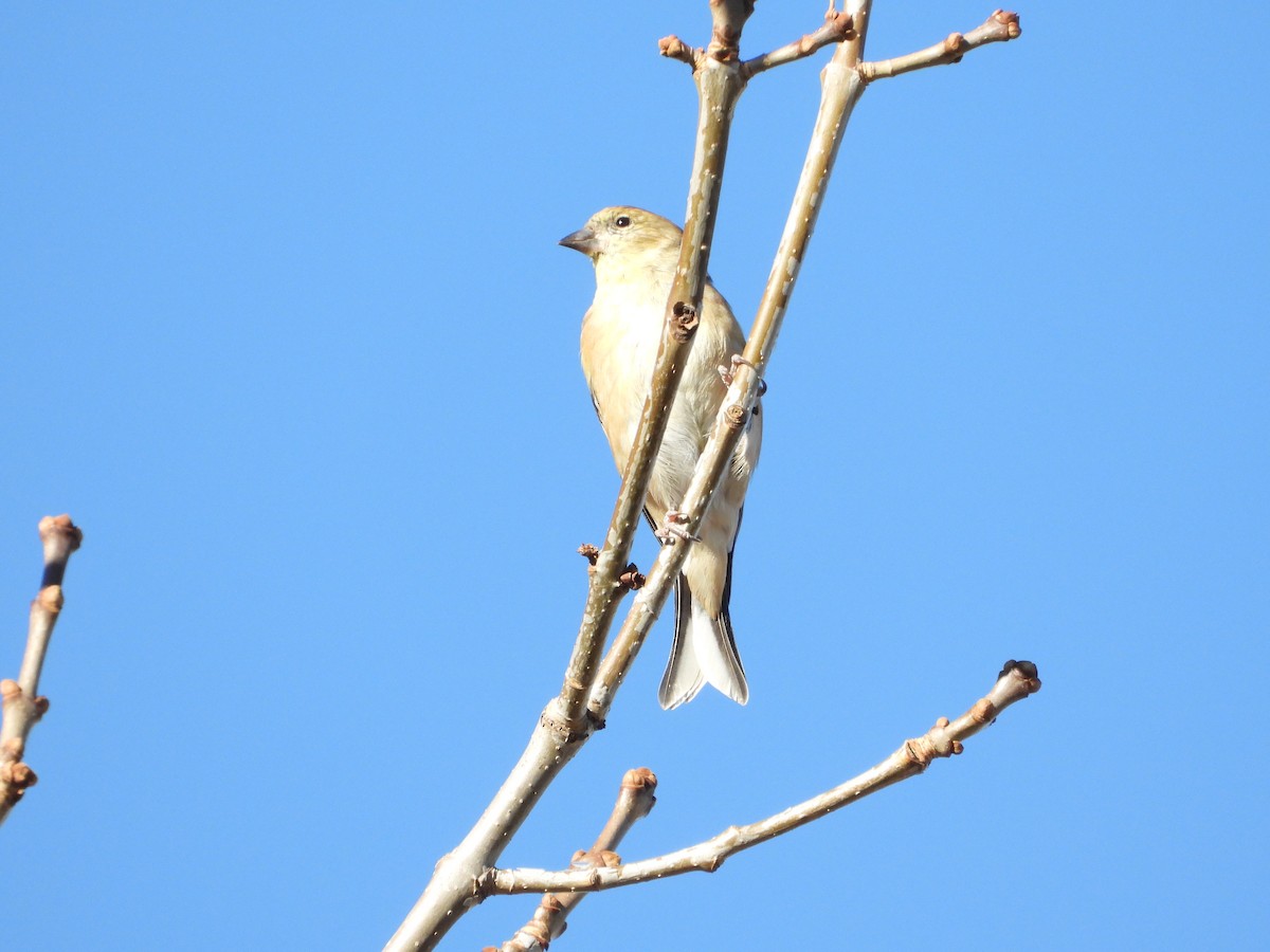 American Goldfinch - ML386267661