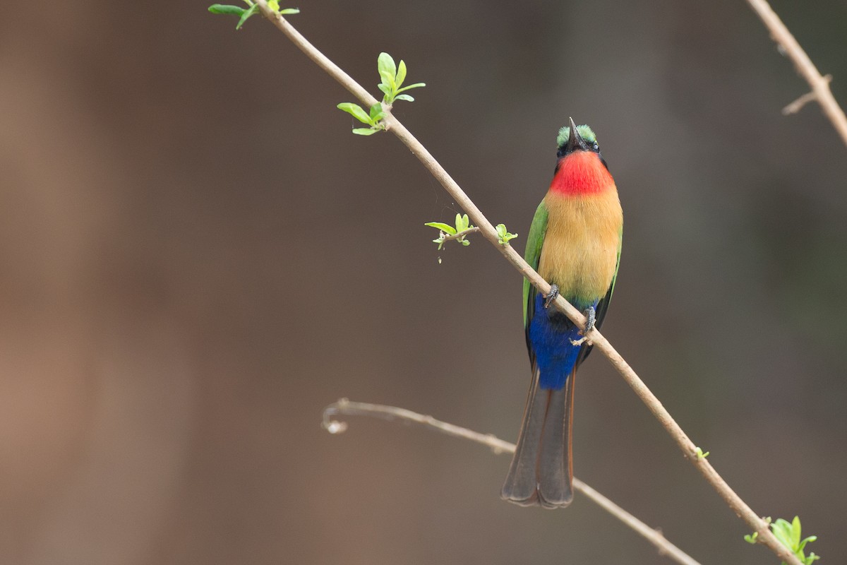 Red-throated Bee-eater - Chris Wood