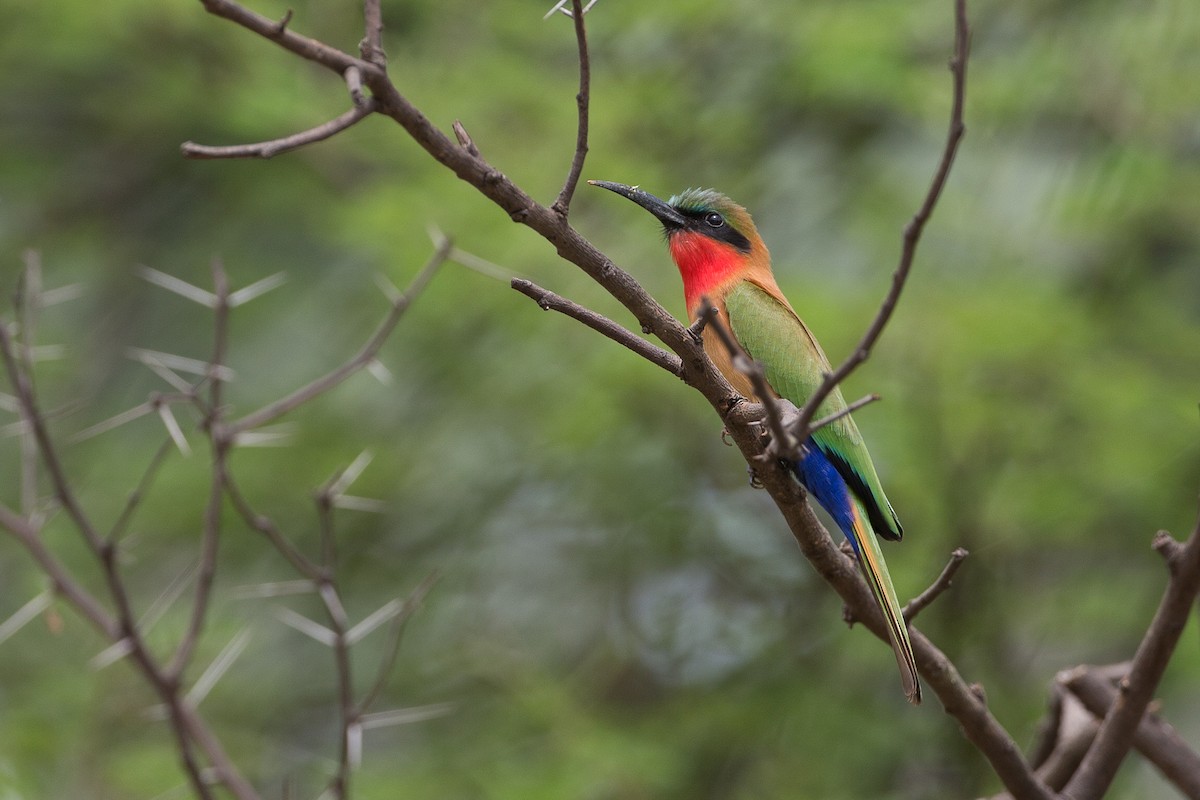 Red-throated Bee-eater - Chris Wood