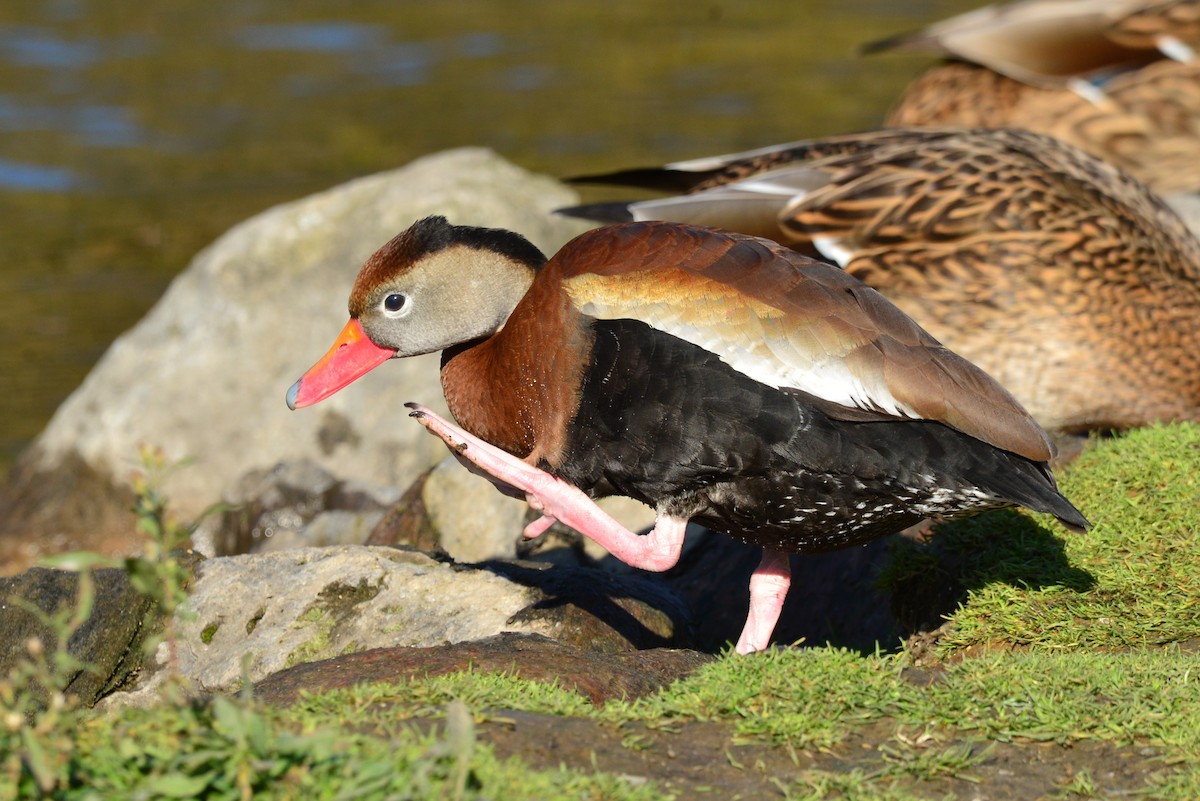 Black-bellied Whistling-Duck - James Kamstra
