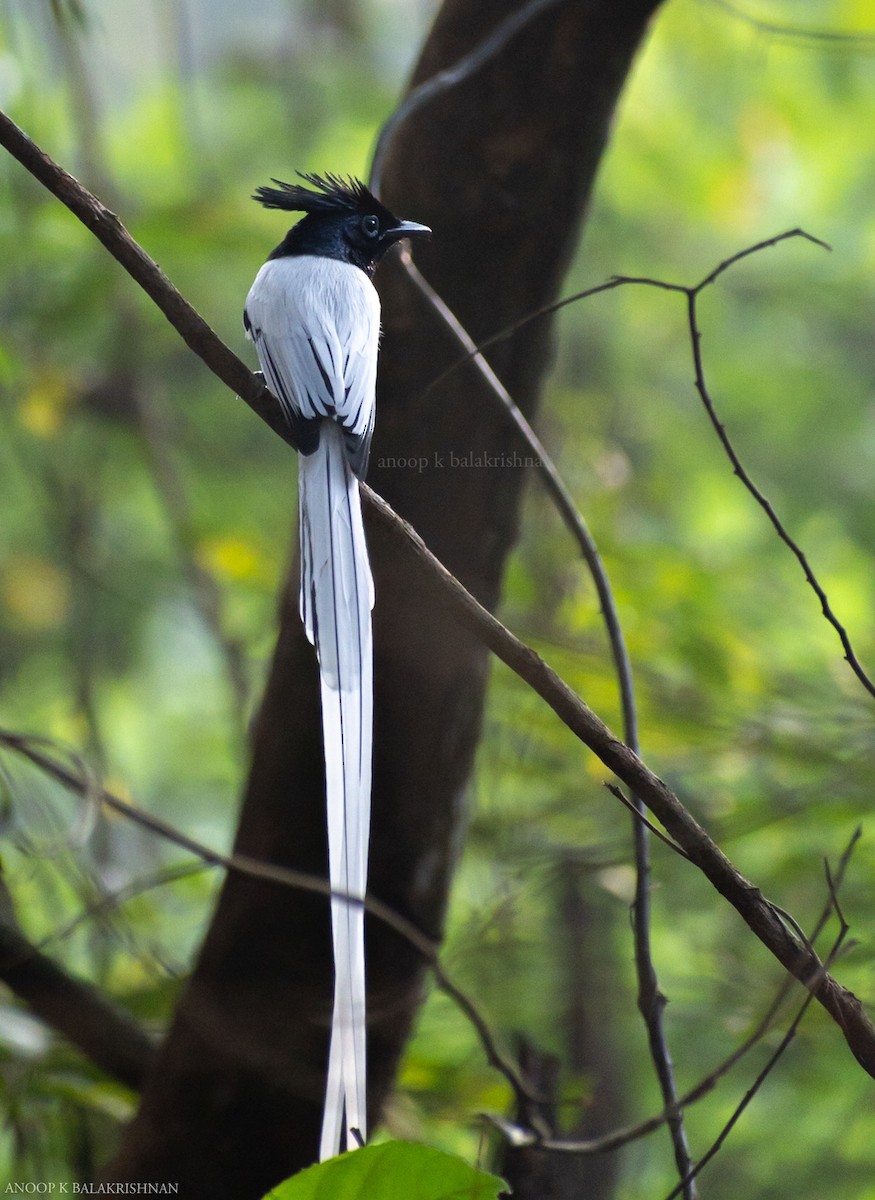 Indian Paradise-Flycatcher - Anoop  K Balakrishnan