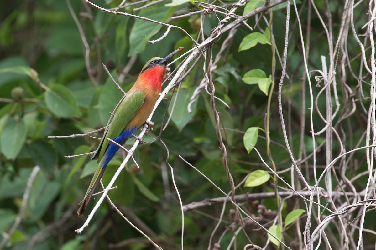 Red-throated Bee-eater - Chris Wood