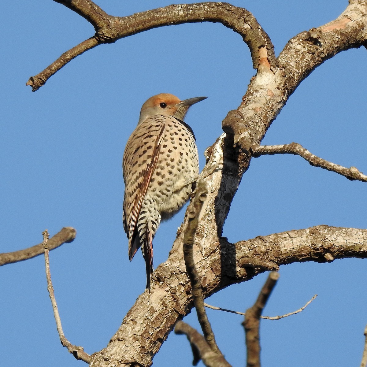 Northern Flicker (Red-shafted) - ML386272811